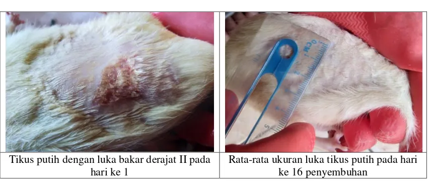 Gambar 1.1 luka bakar derajat 2 pada kulit tikus 