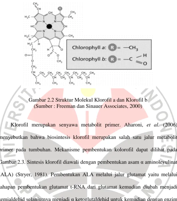 Gambar 2.2 Struktur Molekul Klorofil a dan Klorofil b  (Sumber : Freeman dan Sinauer Associates, 2000) 