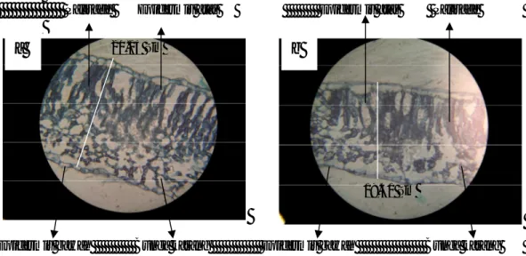 Gambar  1.    Penampang melintang  daun  genotipe  kacang hijau  toleran naungan  (MLG  424)  pada perlakuan (a)  tanpa  naungan dan (b) naungan 52%, dengan perbesaran 40x