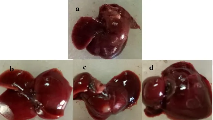 Gambar 3. Ekstrak terpurifikasi kelopak rosella diberikan secara oral pada hari pertama dengan 