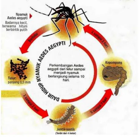 Gambar 1. Siklus hidup nyamuk Aedes aegypti 