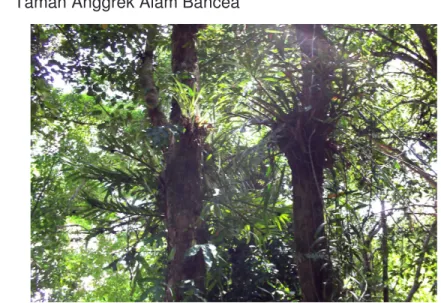 Gambar 2.2. Taman Anggrek Bancea 