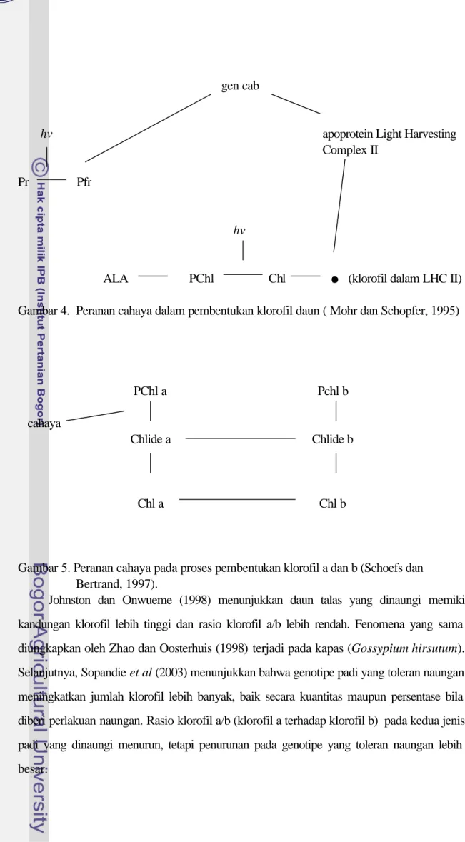 Gambar 5. Peranan cahaya pada proses pembentukan klorofil a dan b (Schoefs dan  Bertrand, 1997)