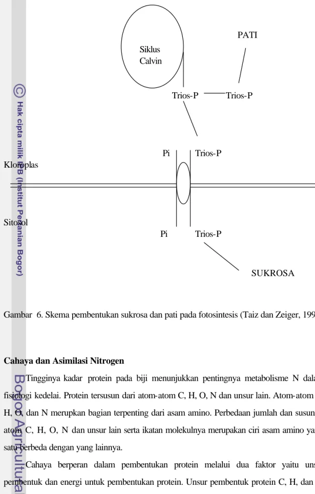 Gambar  6. Skema pembentukan sukrosa dan pati pada fotosintesis (Taiz dan Zeiger, 1991) 