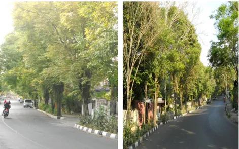 Gambar 1 dan 2 di atas menunjukkan tanaman angsana  yang  berada  di  jalur  penghijauan  Jalan  Sam  Ratulangi  dan  Jalan  Toar  dapat  dilihat  adanya  bekas  pemangkasan