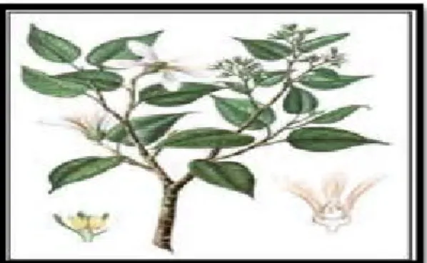 Gambar 1. Struktur pohon kapur (Dryobalanops aromatic Gaerth) 