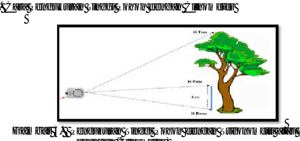 Gambar  3.    Pengukuran Tinggi Pohon dengan Trigonometri atau Segitiga  Sebangun (Clinometer) 