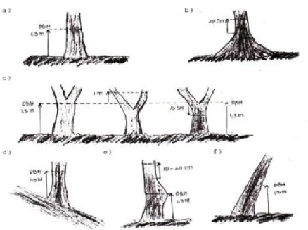 Gambar 1. Posisi /letak pengukuran Diameter pohon berdiri  