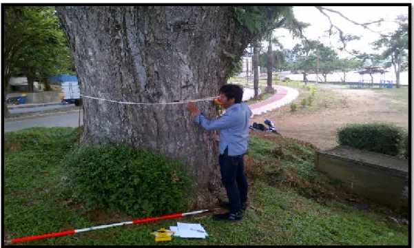 Gambar 2. Pengukuran Diameter Pohon di Pinggir Median Jalan 