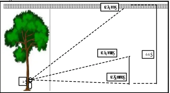 Gambar 3. Cara Pengukuran Tinggi Pohon Menggunakan    Clinometer 