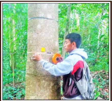 Gambar 8. Kegiatan Pengukuran Tinggi Pohon Gmelina    Gambar 7. Kegiatan Pengukuran Diameter Pohon   Gmelina 