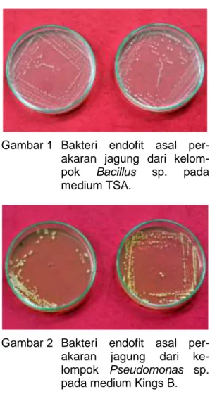 Gambar 1  Bakteri  endofit  asal  per- per-akaran  jagung  dari   kelom-pok  Bacillus  sp