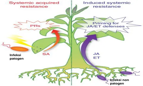 Gambar  1.    Diagram  induksi  ketahanan  tanaman  melalui  SAR  ( systemic  acquire  resistance )  dan  ISR  ( induced  systemic  resistance )  serta  gen  pertahanan  tanaman  (plant  resistance  gene;  PRs)  dan  senyawa  penginduksi ketahanan tanaman 