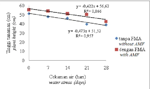 Figure 1.  Effect of AMF and duration of water stress on 26 weeks old oil palm seedling height