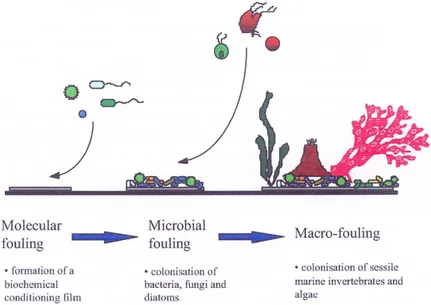Gambar 3 Rangkaian peristiwa microfouling dan macrofouling (Egan 2001). 