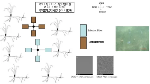 Gambar 7  Pemasangan substrat kayu dan fiber pada posisi empat penjuru  mata angin untuk penjebakan bakteri pembentuk biofilm