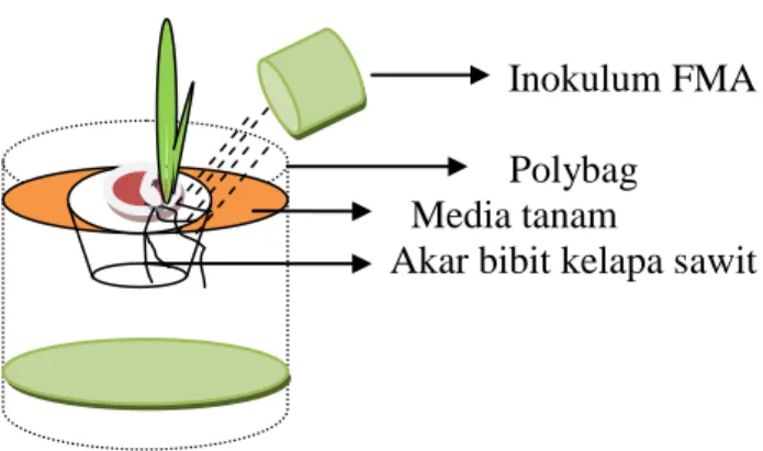 Gambar 2. Inokulasi FMA ke akar bibit kelapa sawit. 