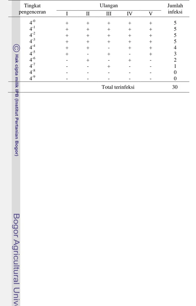 Tabel  Lampiran 2. Hasil uji infeksi terhadap tanaman contoh dalam MPN-test  Tingkat  pengenceran  Ulangan  Jumlah infeksi  I  II  III  IV  V  4 -0 4 -1 4 -2 4 -3 4 -4 4 -5 4 -6 4 -7 4 -8 4 -9 + + + + + + - - - -  +  +  + + + - + - - -  + + + + - + - + - -