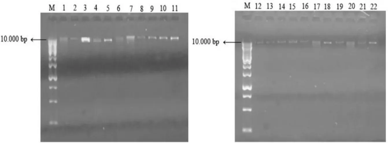 Gambar 1.Visualisasi DNA sampel KNF (M, Marka DNA 1 kb; 1-22, DNA sampel KNF) 
