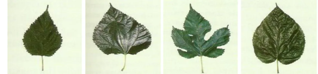 Gambar  4    Daun  beberapa  jenis  murbei  (kiri  ke  kanan:  M.  nigra,  M.  alba,  M