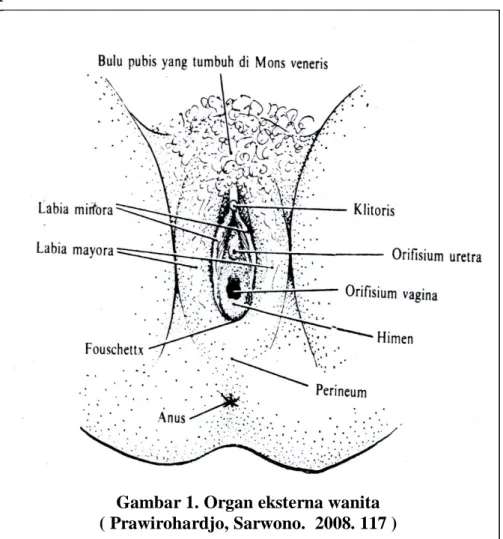 Gambar 1. Organ eksterna wanita   ( Prawirohardjo, Sarwono.  2008. 117 ) 