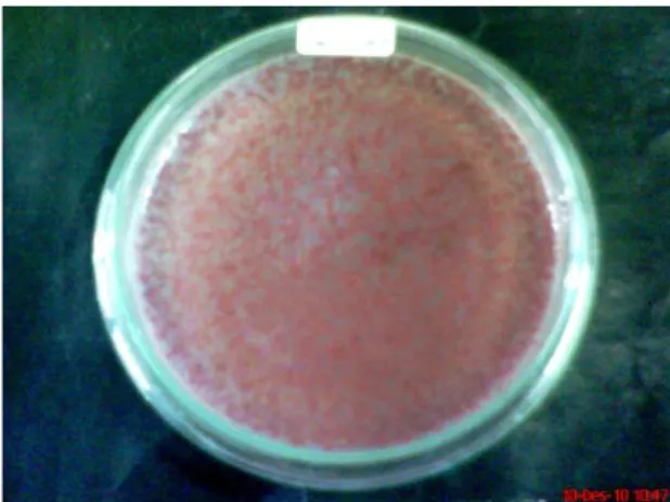 Gambar 1  Hasil isolasi patogen; R. solanacearum pada media TZC 