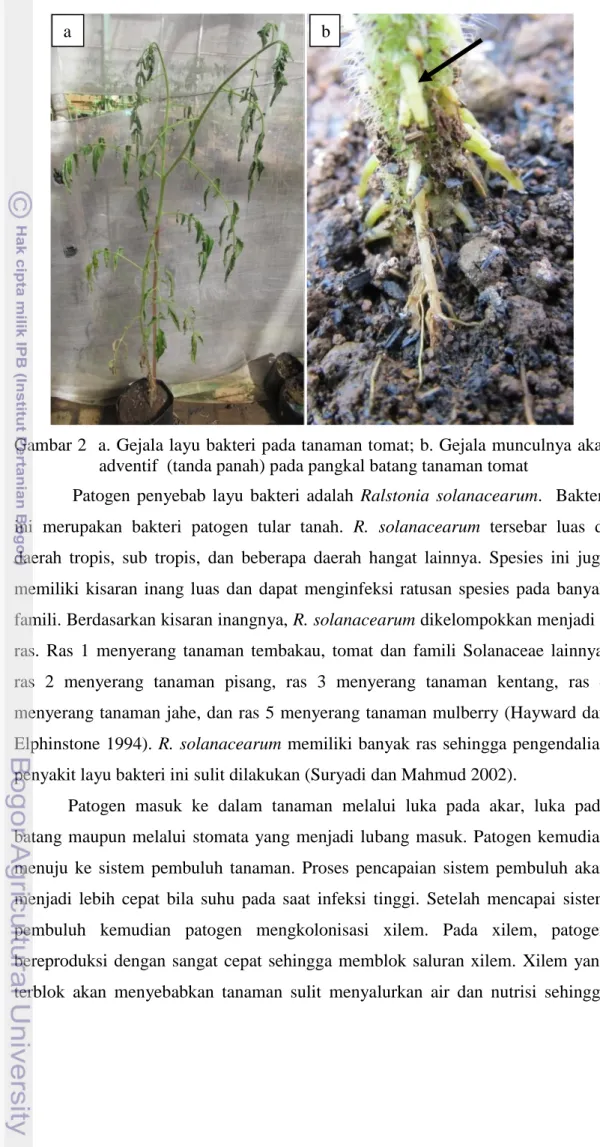 Gambar 2  a. Gejala layu bakteri pada tanaman tomat; b. Gejala munculnya akar  adventif  (tanda panah) pada pangkal batang tanaman tomat 