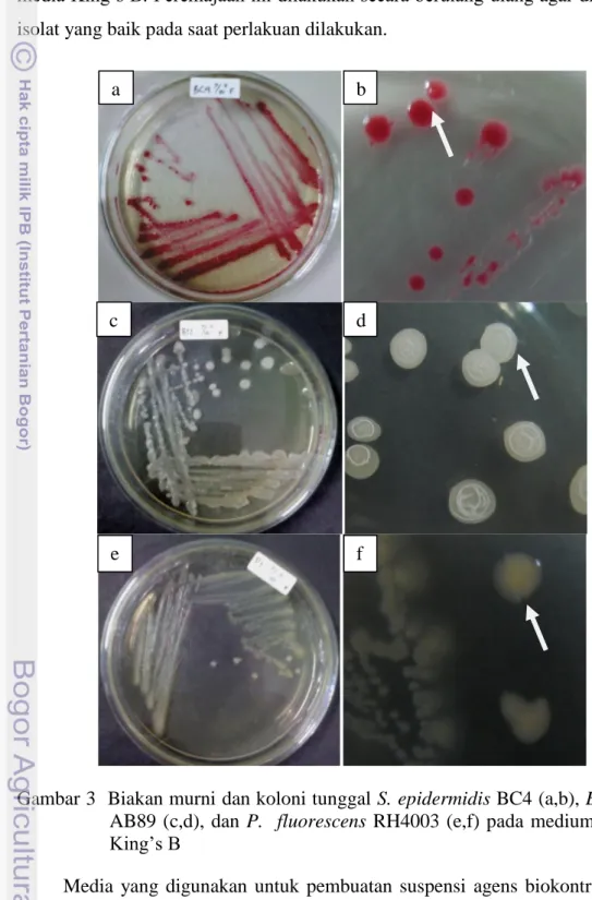 Gambar 3  Biakan murni dan koloni tunggal S. epidermidis BC4 (a,b), B. subtilis  AB89  (c,d),  dan  P