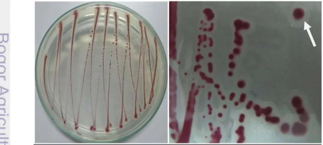 Gambar 4  Biakan murni dan koloni tunggal R. solanacearum pada medium TZC,  isolat  yang  virulen  adalah  isolat  yang  bagian  tengah  merah  muda  dikelilingi lendir berwarna putih (tanda panah)