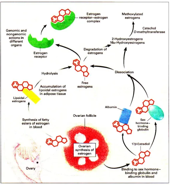 Gambar 6. Sintesis ovarium, transport dan metabolisme estrogen 13 