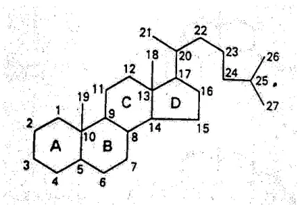 Gambar 1. Struktur dasar molekul siklopentanolperhidrofenantren (dikutip dari  O’Malley B 10  ) 