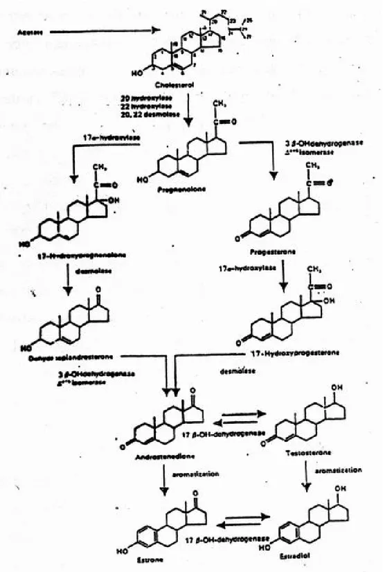 Gambar 5.Dua cara pembentukan estrogen (dikutip daari Wibowo 7  ) 