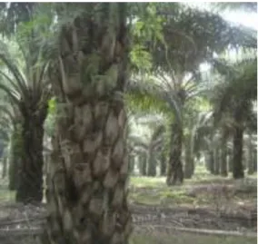 Gambar 2.1.2. Batang Kelapa Sawit 