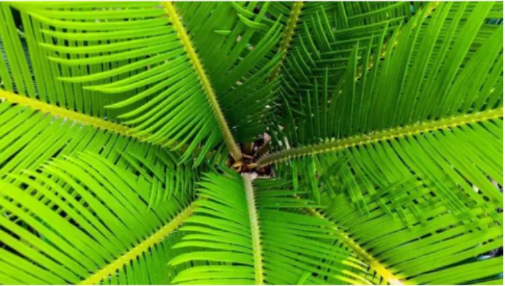Gambar 2.1.3. Daun Kelapa Sawit 
