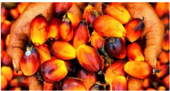 Gambar 2.1.5. Buah Kelapa Sawit 