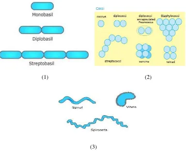 Gambar 2.4. Macam-macam bentuk bakteri (1) basil; (2) kokus; (3) spiral 
