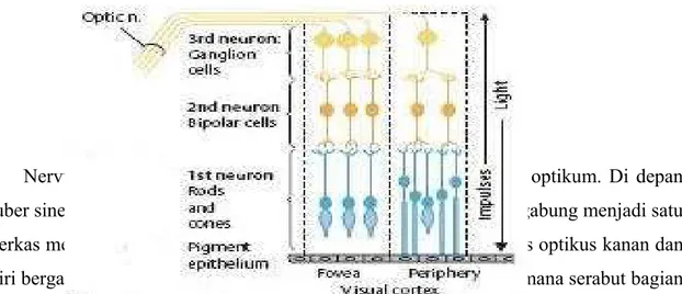 Gambar 4. Lapisan Neuron pada Retina. 7