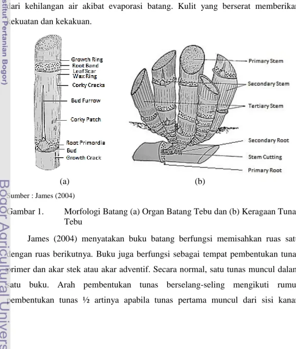 Gambar 1.  Morfologi Batang (a) Organ Batang Tebu dan (b) Keragaan Tunas  Tebu 