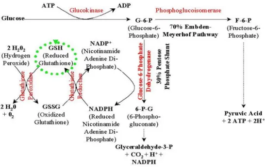 Gambar 2. Peranan enzim G6PD terhadap eritrosit 1,2