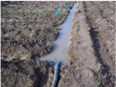 Gambar 7. Pengairan Tebu dengan Metode Furrow Irrigation 
