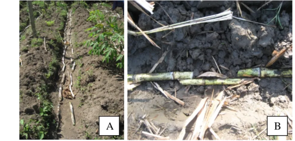 Gambar 3. Pola Tanam Bibit : A. Double Planting; B. Over Lapping