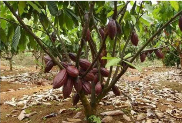 Gambar 1. Perkebunan kakao 