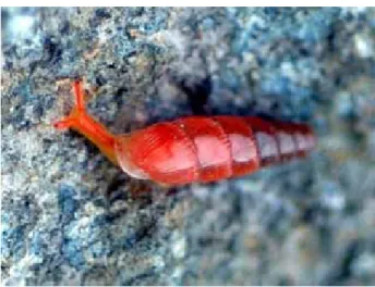 Gambar 1. Gullela bicolor (Hutton, 1834) yang pertama kali  penulis  temukan di Ciseeng, Bogor (Foto: Heryanto)