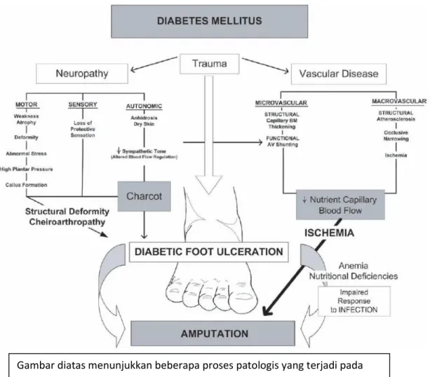 Gambar diatas menunjukkan beberapa proses patologis yang terjadi pada  penderita DM yang meyebabkan munculnya kaki diabetes 