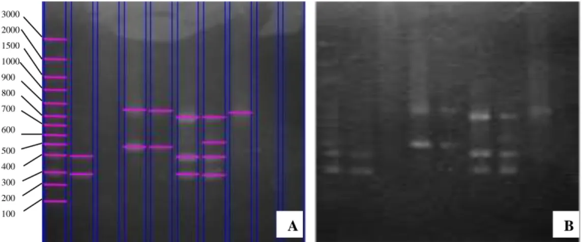 Gambar 2. Pola Pita Nepenthes pada Primer OPO-11 A. Gambar yang dipertegas pitanya    dengan image lab B