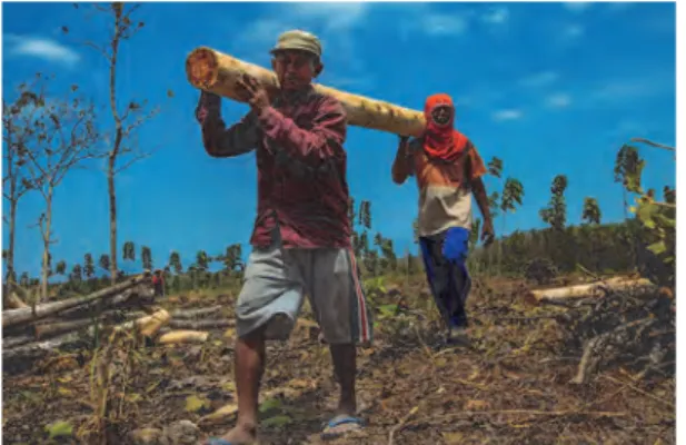 Gambar 2. Masyarakat mengabil kayu di Hutan Kemasyarakatan  (Photo by Muhammad Sidik/CIFOR)