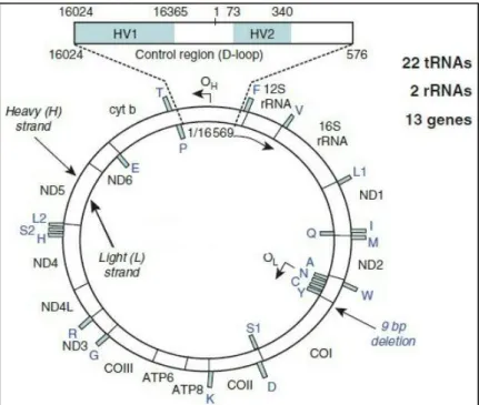 Gambar 1. Struktur DNA Mitokondria (Butler, 2005) 