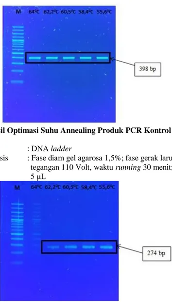 Gambar 6. Hasil Optimasi Suhu Annealing Produk PCR Kontrol Daging Babi  Keterangan:  
