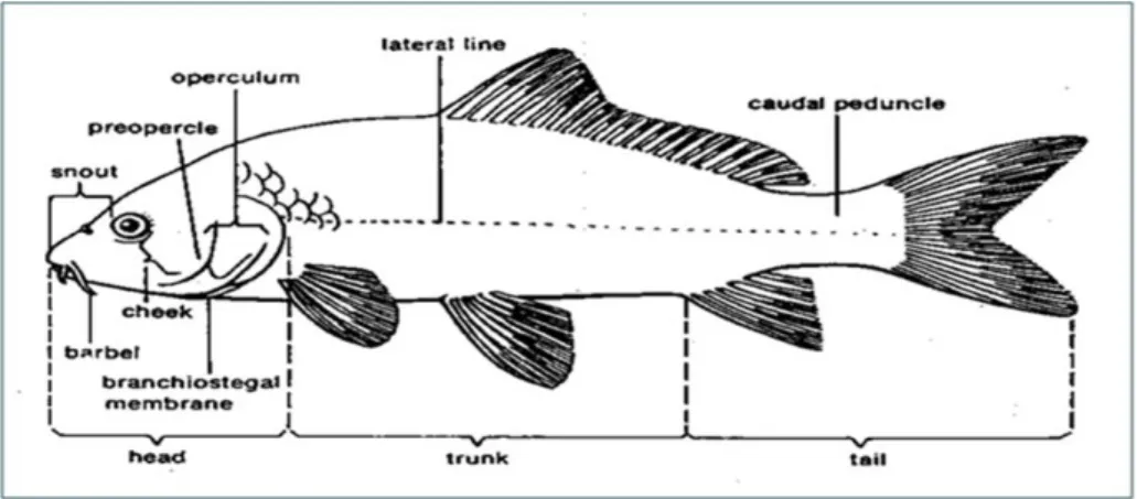 Gambar 2.7. Bagian-bagian tubuh ikan secara umum (Bond, 1979)   Sumber: http://tambril.blogspot.co.id/2012/12/morfologi-ikan.html 