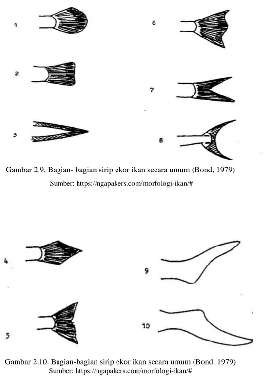 Gambar 2.9. Bagian- bagian sirip ekor ikan secara umum (Bond, 1979)   Sumber: https://ngapakers.com/morfologi-ikan/# 